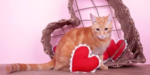 Minimalist Cat Supplies for Small Spaces