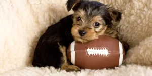 Top 5 Toys That Stimulate Your Small Animal’s Mind and Body