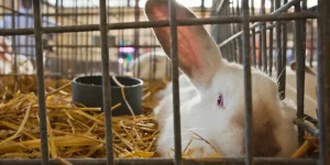 What Are the Best Cage Accessories for a Happy and Healthy Pet?