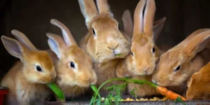 What Are the Best Food Choices for Rabbits?