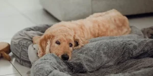 What Are the Best Practices for Aging Pet Care?