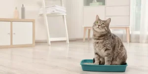 The Best Smart Litter Boxes for Easy Pet Care