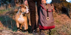 How Do You Select the Right Pet Boots for Hiking and Walking?