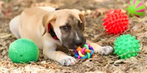 How Can Interactive Toys Benefit Your Dog’s Mental Health?