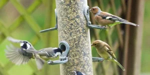 Are Seed Mixes or Pellets Better for Your Bird’s Diet?