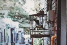 How Can You Make Your Bird’s Cage Travel-Friendly?