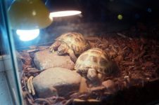 How Can You Set Up an Ideal Terrarium for Your Exotic Pet?