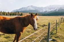 What Are the Best Fencing Options for Horse Pastures?