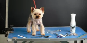 What Are the Best Small Animal Grooming Tools?