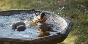 How to Keep Your Pet Clean and Happy