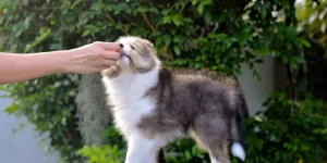 What Are the Legal Considerations When Owning Exotic Pets?