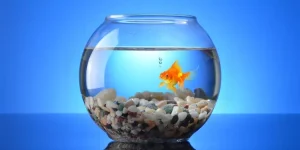 How Do You Maintain Water Quality in Nano Tanks?