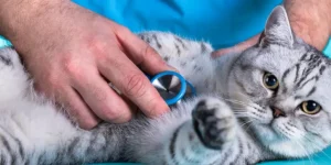 What Are the Most Popular Smart Pet Products for Pet Health Monitoring?