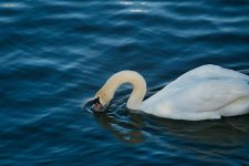 What’s the Best Way to Provide Fresh Water for Your Bird?