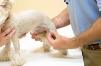 How to Keep Your Pet’s Joints and Bones Healthy Throughout Their Life