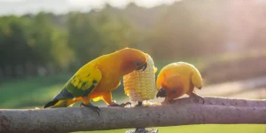 How Do You Select the Right Exotic Pet Food?