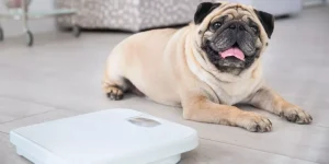 How Can You Tell If Your Pet Is Overweight and What to Do About It?