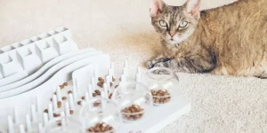How Can Puzzle Feeders Improve Your Cat’s Mental Stimulation?