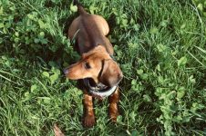 Top 10 Dog Collars for Comfort and Style