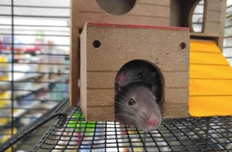 How Do You Set Up a Perfect Habitat for Mice and Rats?