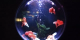 Top 10 Must-Have Aquarium Supplies for Beginners