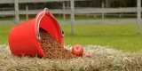 Feeding Essentials for a Balanced Horse Diet