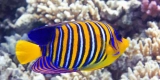 What Are the Best Heaters for Tropical Fish Aquariums?