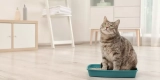 The Best Smart Litter Boxes for Easy Pet Care
