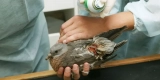The Ultimate Checklist for Bird Care Essentials