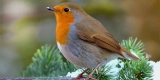 What Are the Key Features to Look for in Bird Play Gyms?