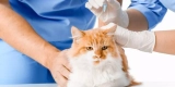 How to Boost Your Pet’s Immune System Naturally