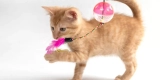 Which Cat Toys Are Best for Keeping Your Pet Active?