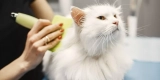 Why Do Cats Need Grooming Supplies Even if They Groom Themselves?