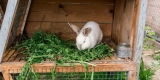 How Often Should You Clean Your Small Animal’s Cage?