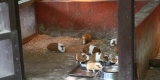 How Can You Create a Safe and Comfortable Habitat for Guinea Pigs?