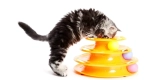 Are DIY Cat Toys as Effective as Store-Bought Ones?