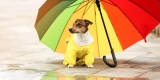 How Do Cooling Mats Help Dogs in Hot Weather?