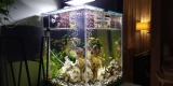 Essential Tools for Easy Aquarium Maintenance
