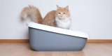 What Are the Benefits of Eco-Friendly Cat Litter?