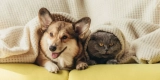 What Are the Best Exotic Pet Supplies for Beginners?