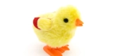 What Are the Benefits of Foraging Toys for Birds?