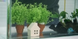 Stylish and Functional Aquarium Decorations