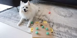 A Game-Changer for Aging Dogs