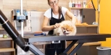 Safe and Effective Grooming Techniques for Exotic Pets