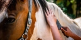 Essential Grooming Tools for a Healthy Horse Coat