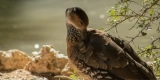 Grooming Your Bird: Tools and Techniques