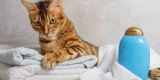 How to Maintain a Hygienic Environment for Exotic Pets