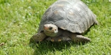 What Are the Ideal Temperatures for Reptiles and Amphibians in Your Home?