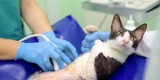 How Can You Improve Your Pet’s Digestive Health?