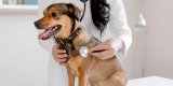 How Can You Improve Your Pet’s Overall Health and Wellness?